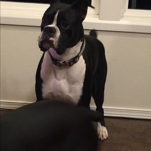 Meet your Posher, Pablo